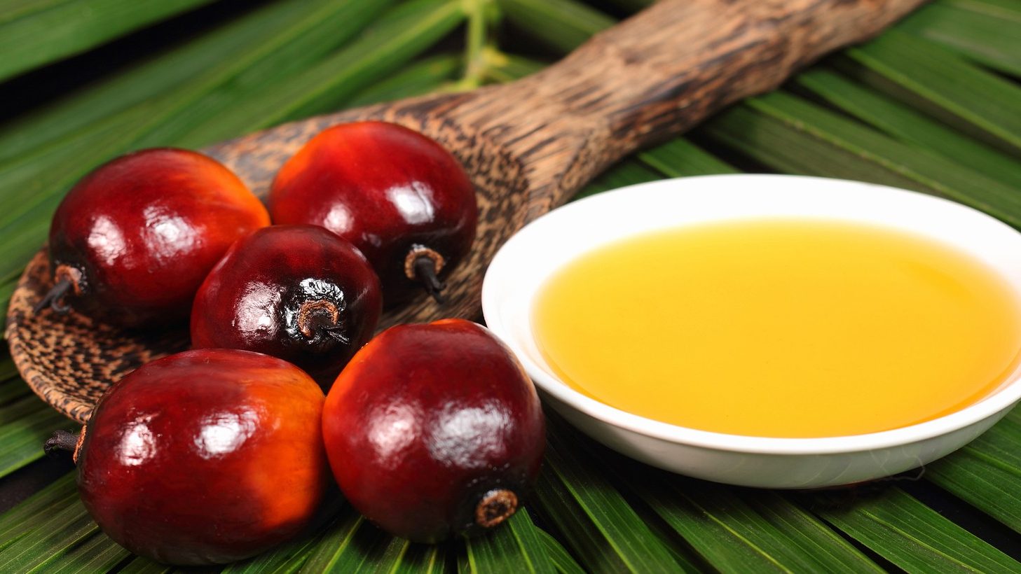 Global Impact: How Sustainable Palm Oil is Shaping International Trade Practices