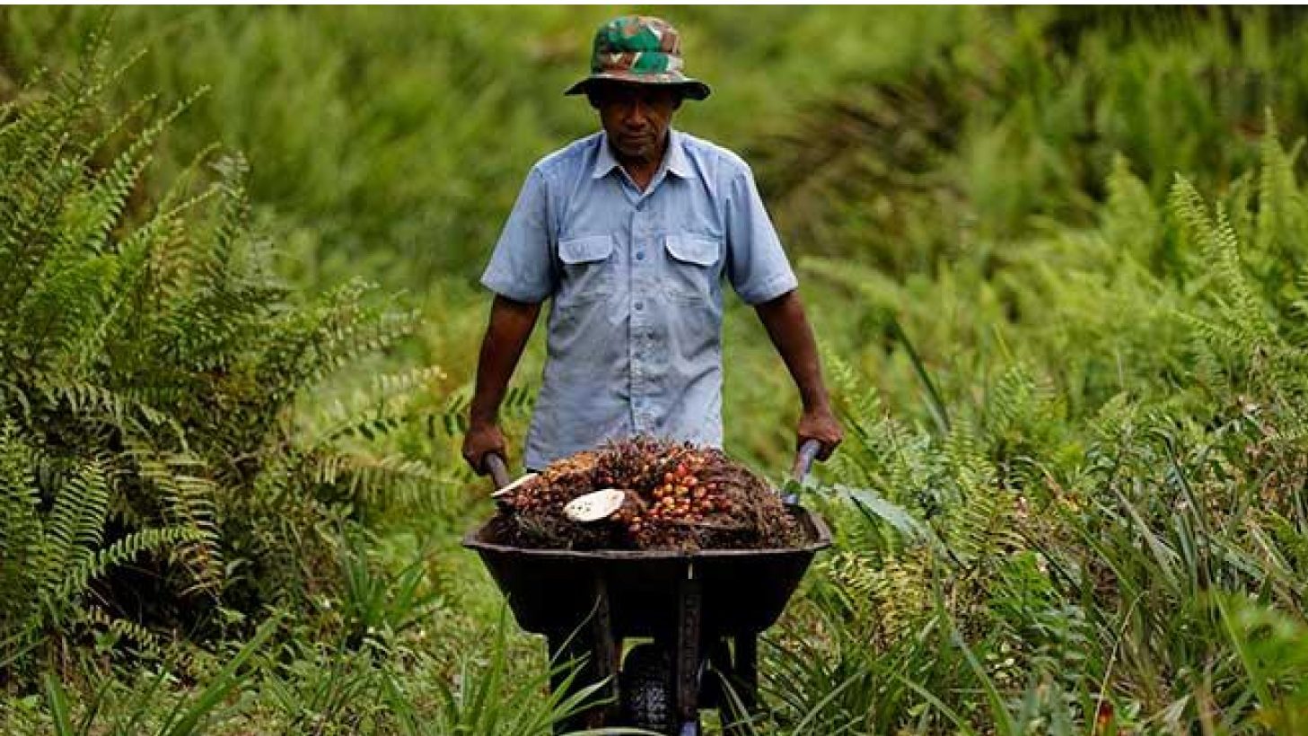 Innovative Practices of Palm Oil and its Processing Techniques